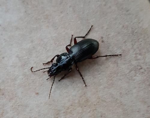 Réf. 213 951 : Pterostichus gallega